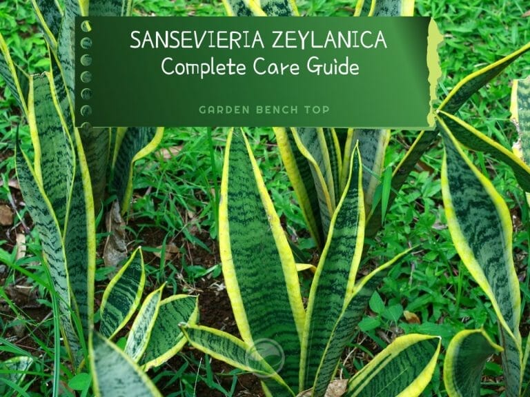 Sansevieria Zeylanica cover
