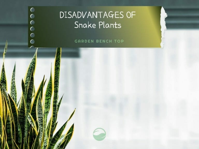 Snake Plant Disadvantage