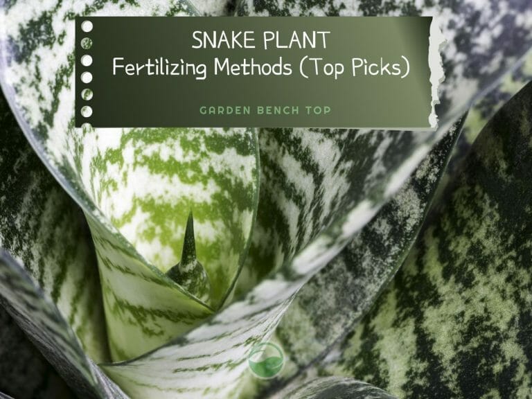 Snake Plant Fertilizer cover