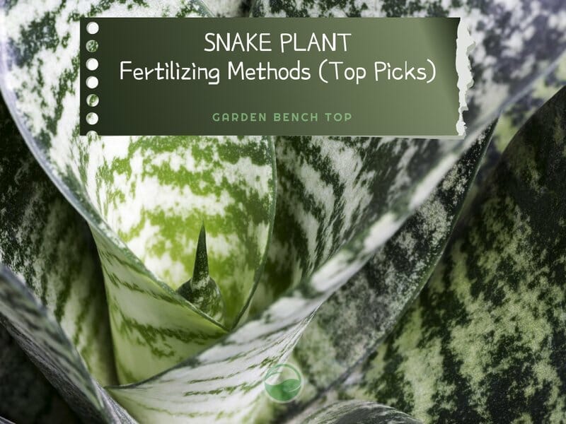 Snake Plant Fertilizer