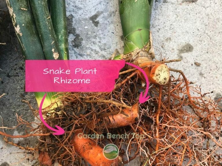 Snake Plant Rhizomes (Beginners Guide With Pictures)