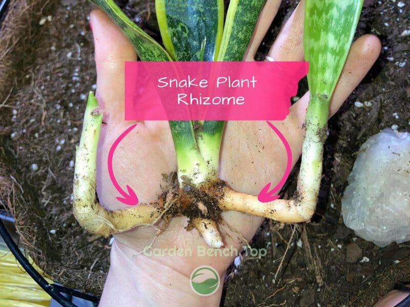 Snake Plant Rhizomes