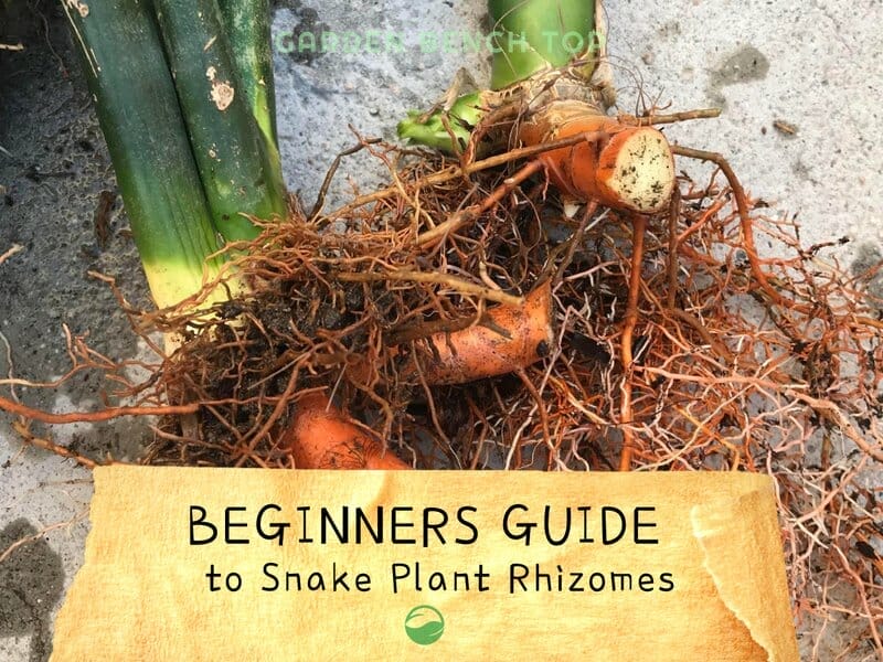 Snake Plant Rhizomes