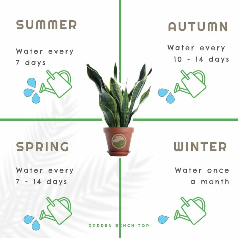 snake plant seasonal watering chart