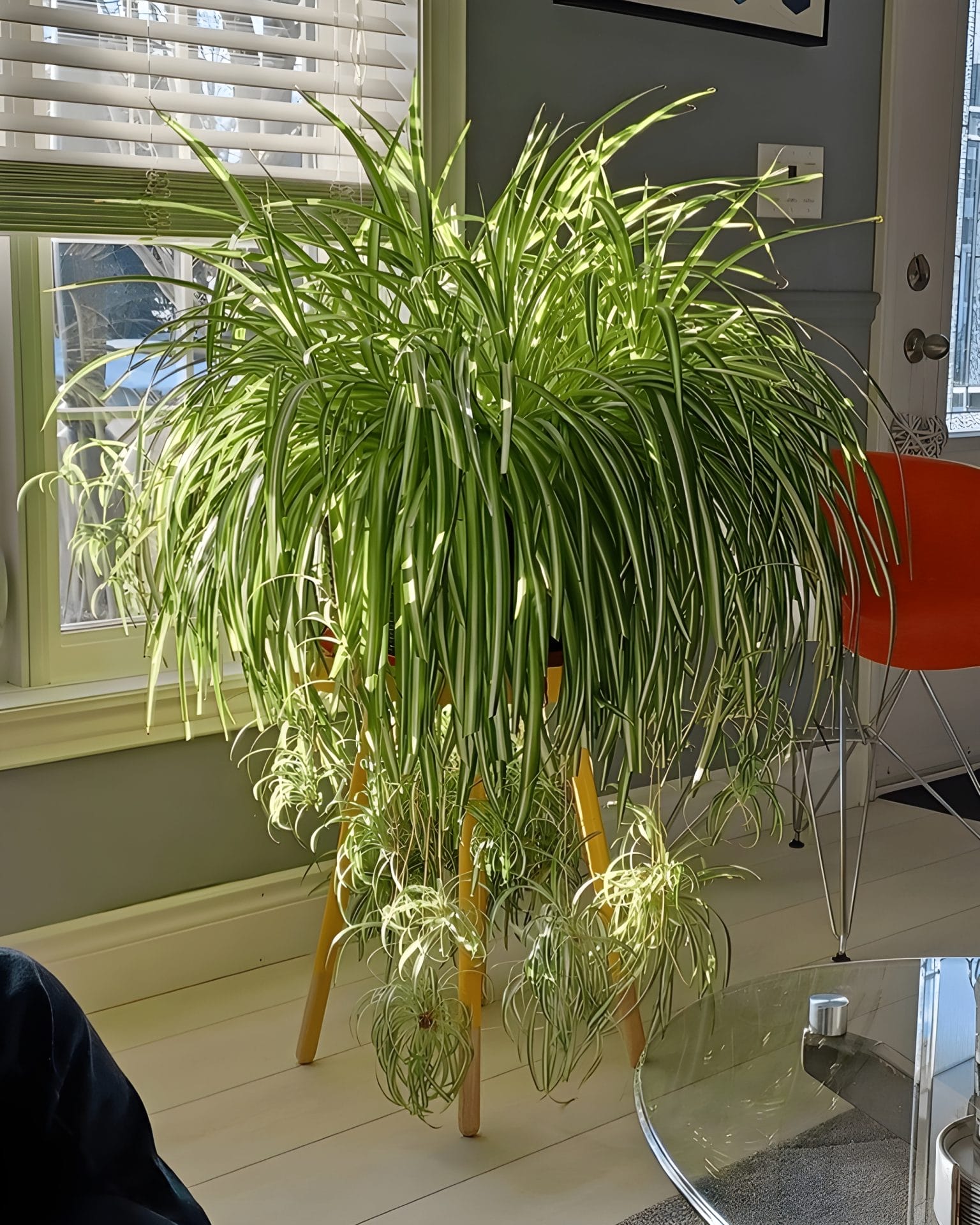 How to Revive an Overwatered Spider Plant (Symptoms + Solutions)