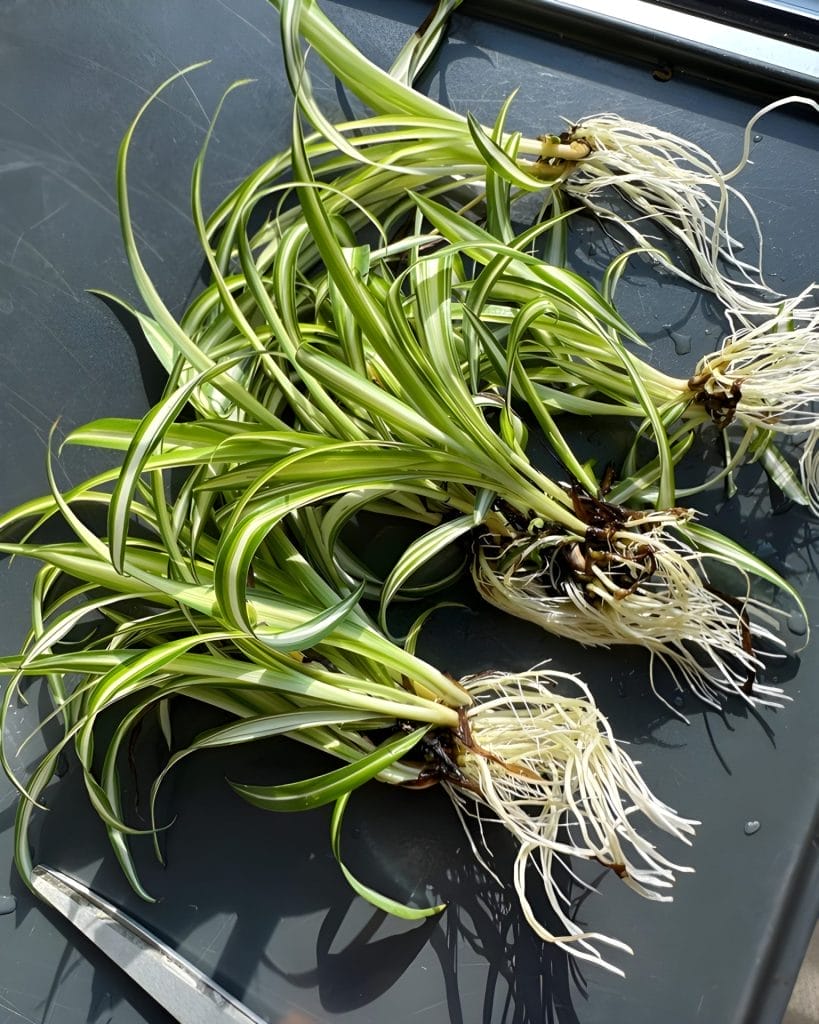 Spider Plant With Roots