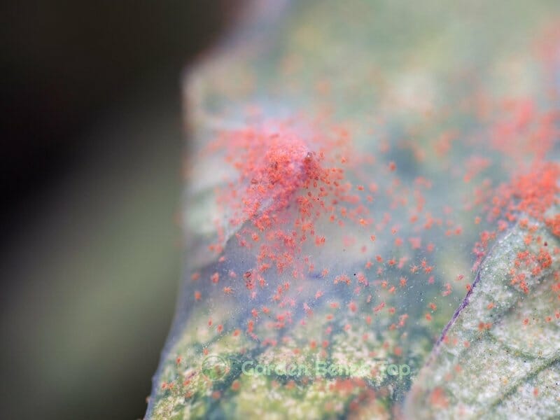 Spider Mites on Leaf