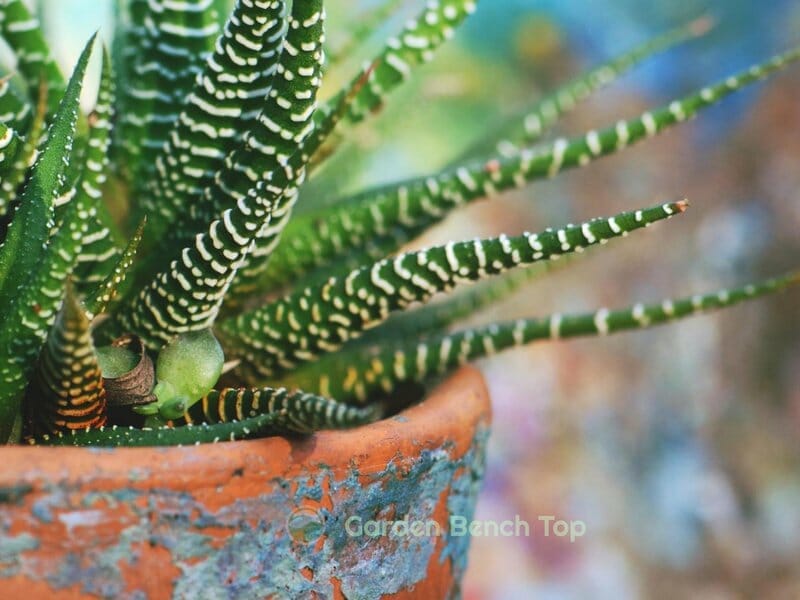 Stained Terracotta pot