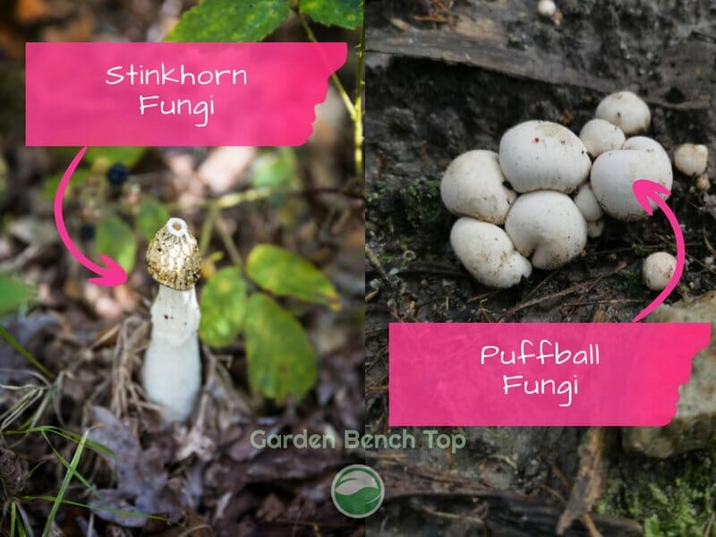 Stinkhorn & Puffball Fungi