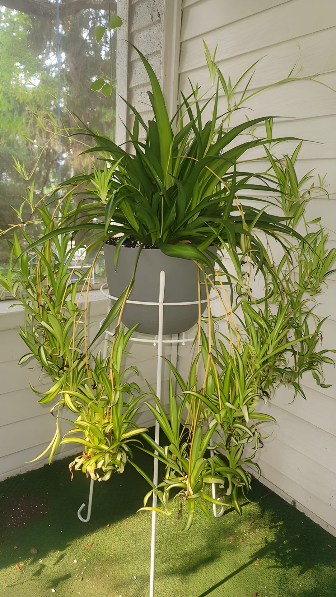 How to Revive an Overwatered Spider Plant (Symptoms + Solutions)