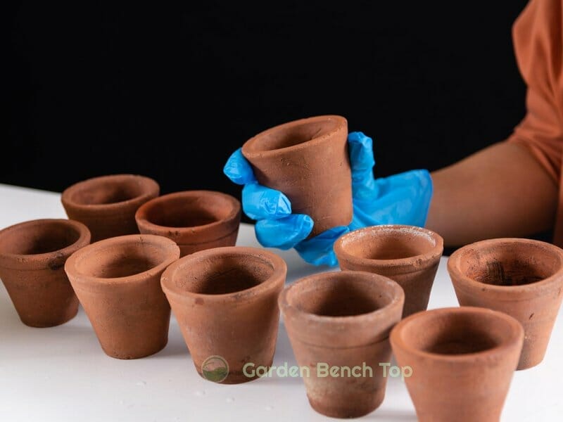 Terracotta pots for snake plants