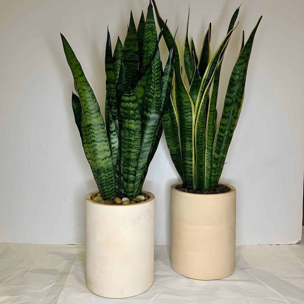 Two Snake Plants
