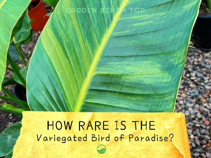 Variegated Bird of Paradise