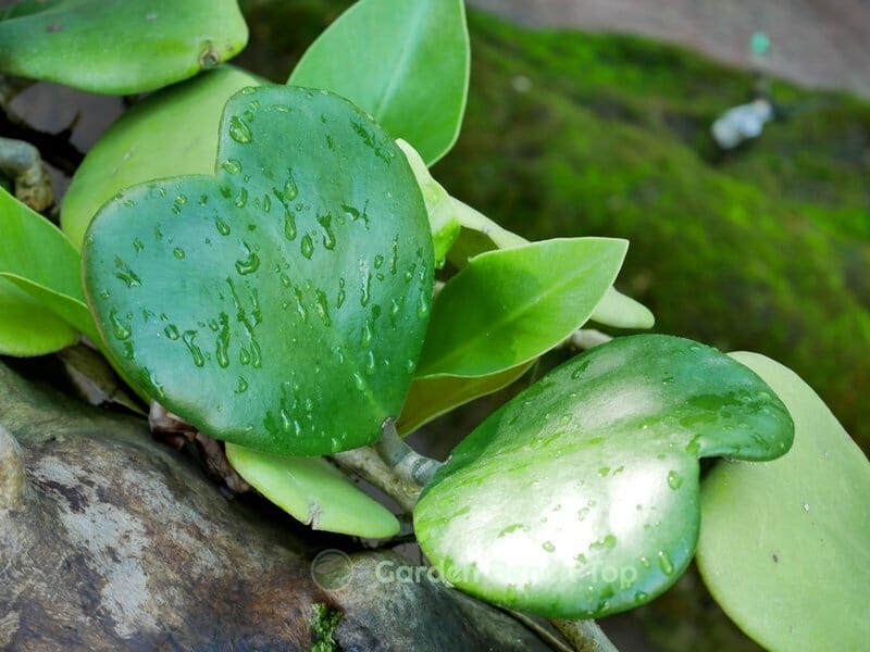 Wet Hoya Leaves