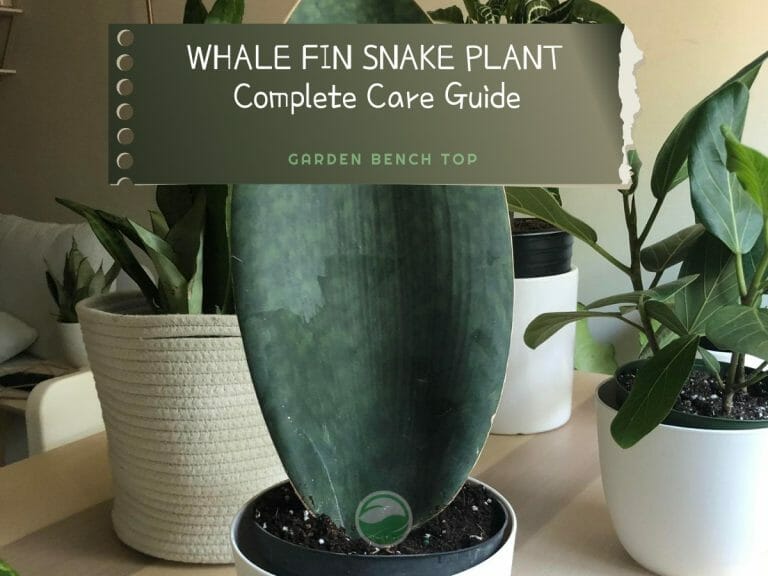 Whale Fin Snake Plant cover