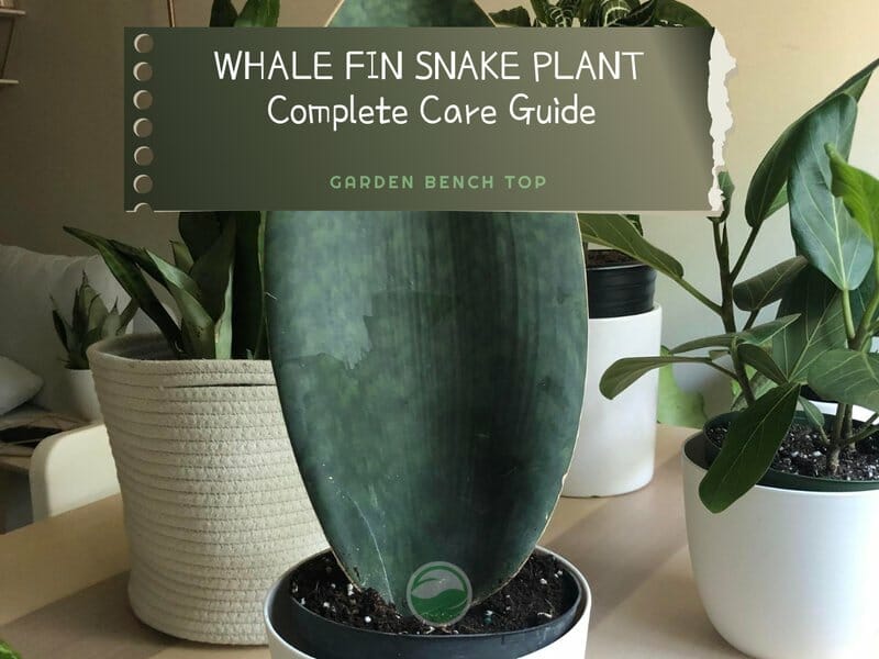 Whale Fin Snake Plant