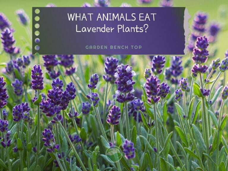 What Animals Eat Lavender Plants