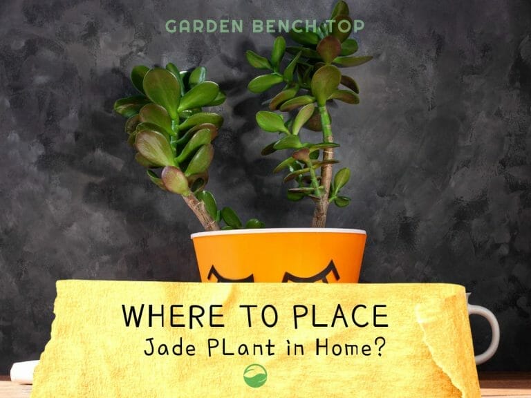 Where to Place Jade Plant in Home