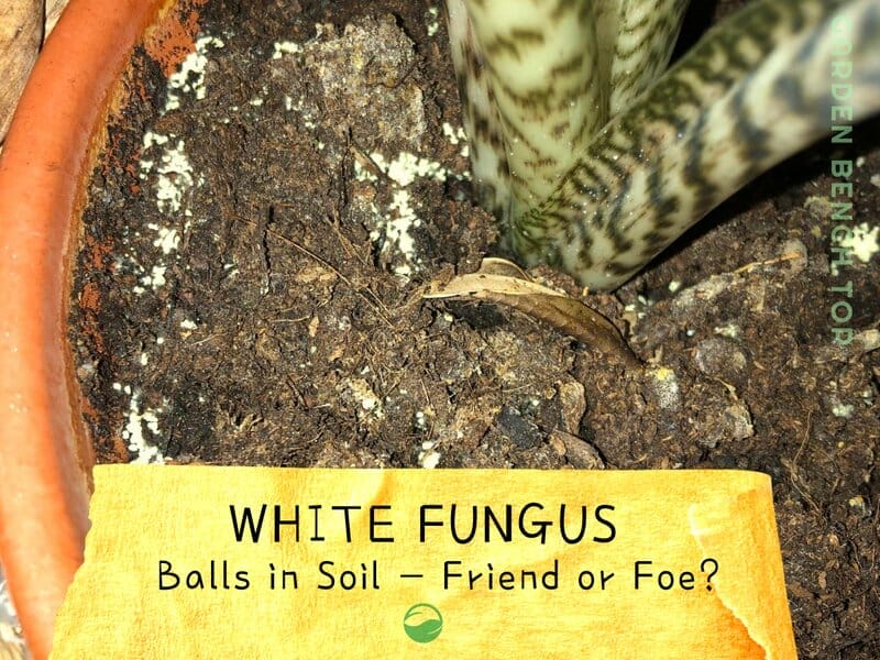 White Fungus Balls in Soil