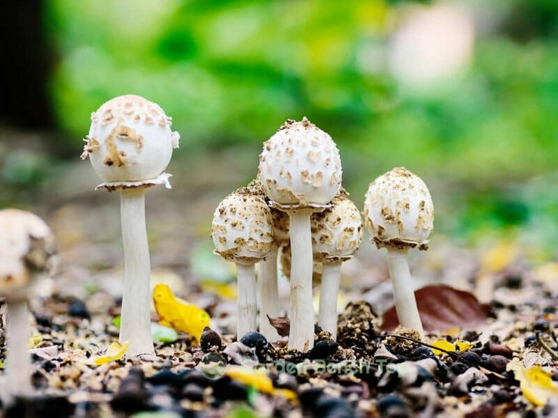 baby mushrooms growing