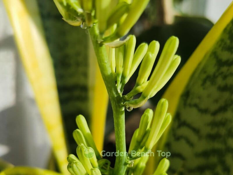 beautiful but rare snake plant flowers