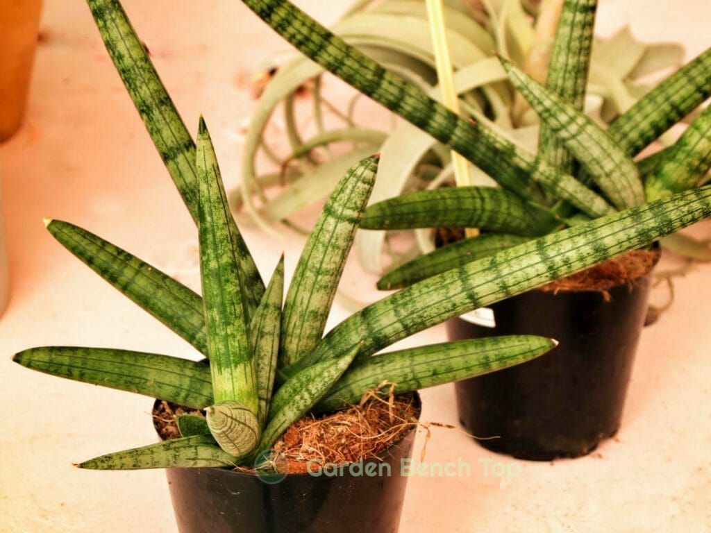 Sansevieria Cylindrica