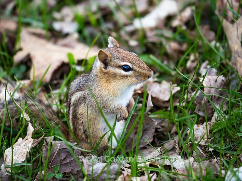 do chipmunks eat lavender plants