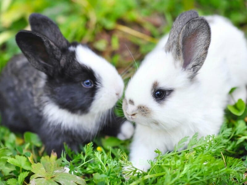 do rabbits eat lavender plants