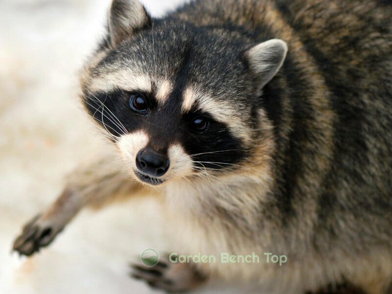 do raccoons eat lavender plants