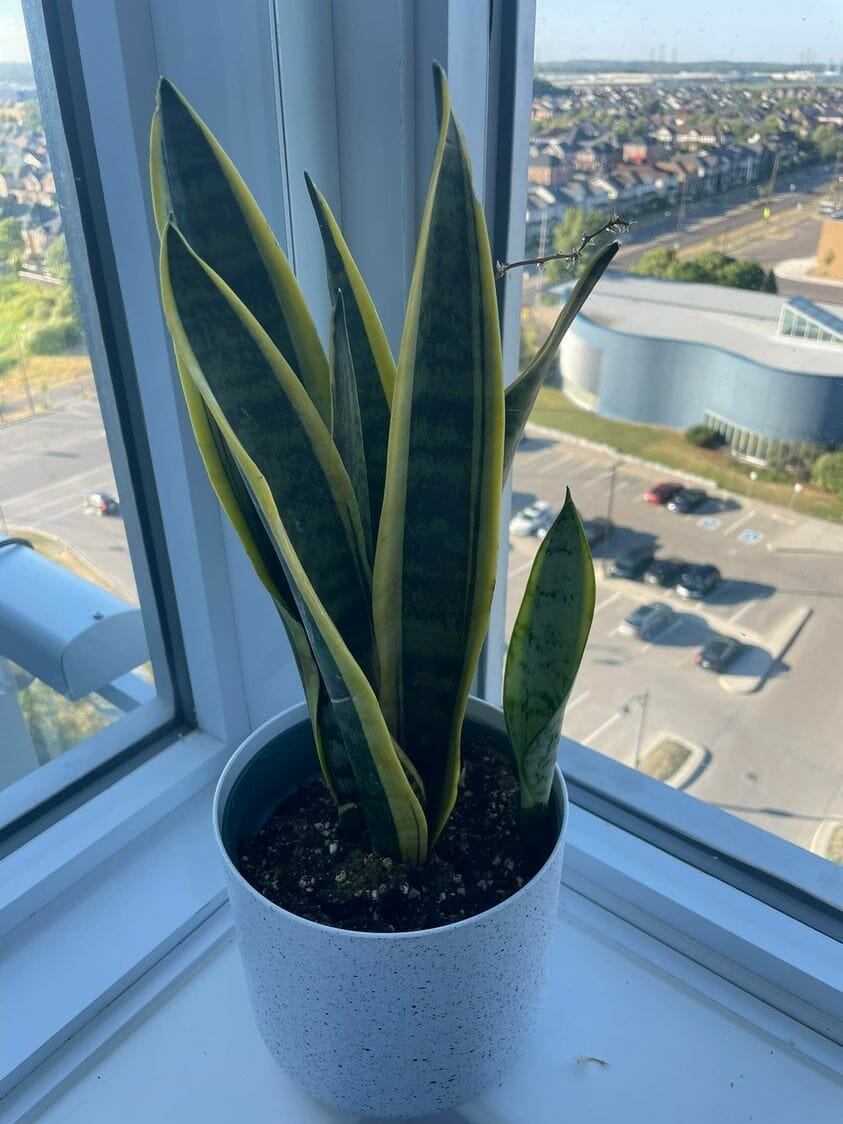 Sansevieria Black Gold Care Guide (Perfect for Beginners)
