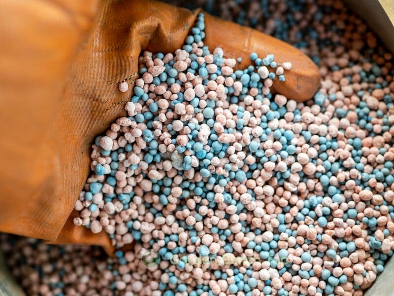 fertilizer granules for snake plants