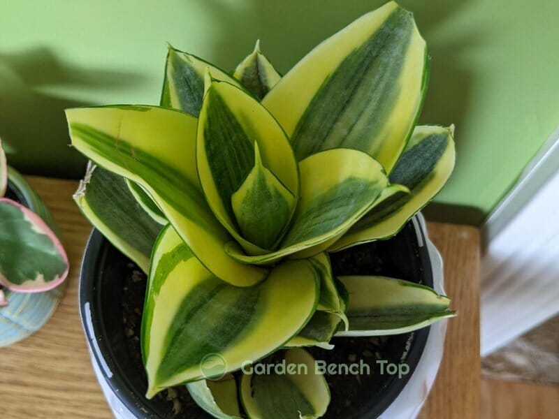 golden hahnii foliage