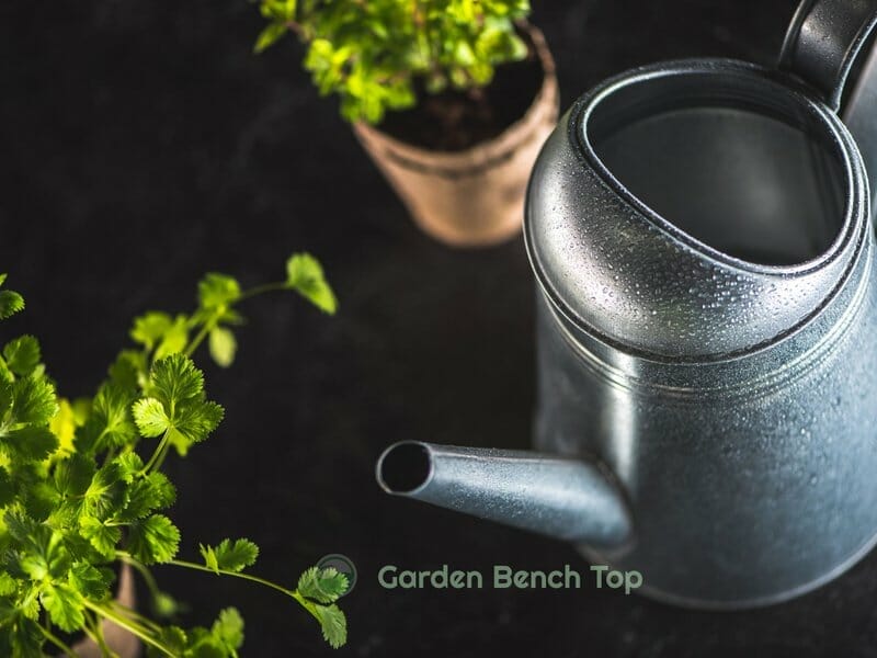 hard water for houseplants