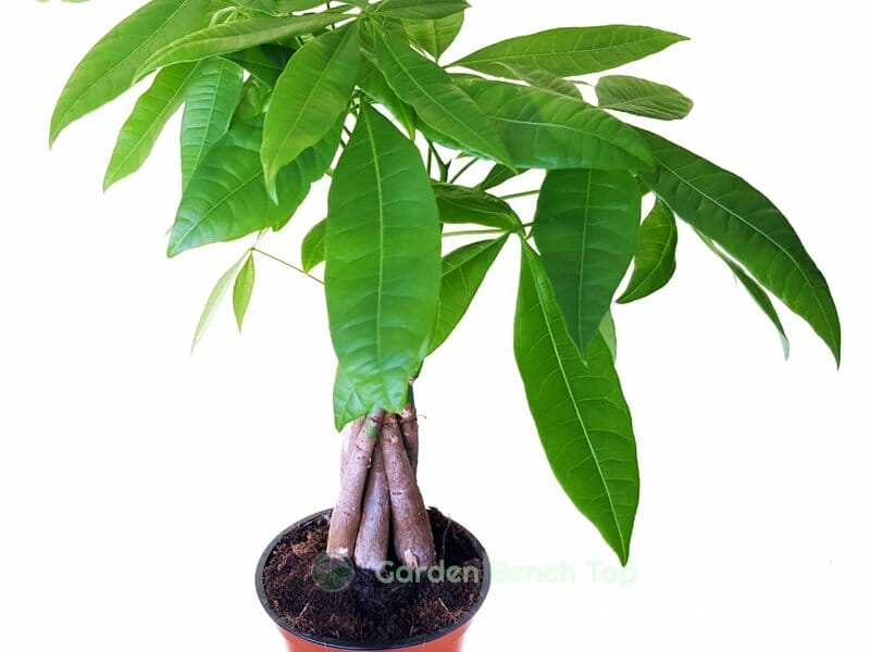 money tree in pot