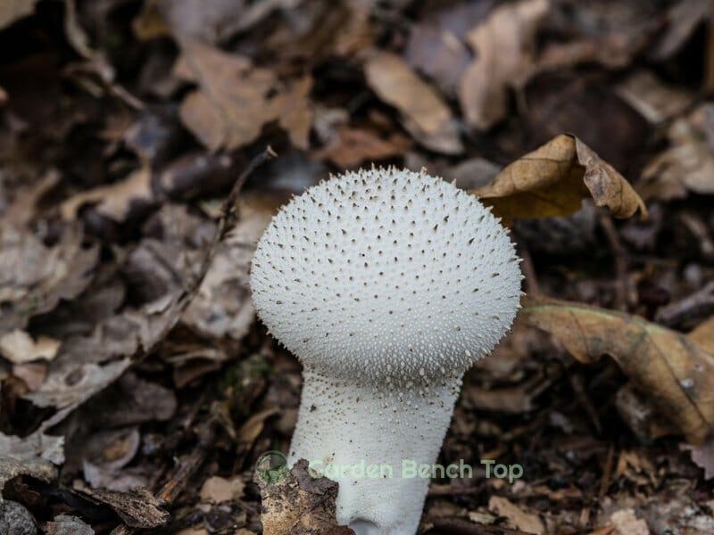 mushroom poking out of soil
