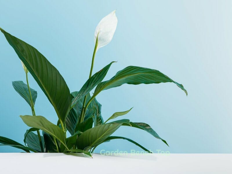 peace lily