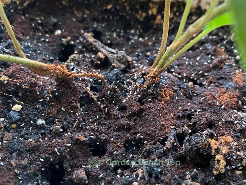 soil mites in potting mix