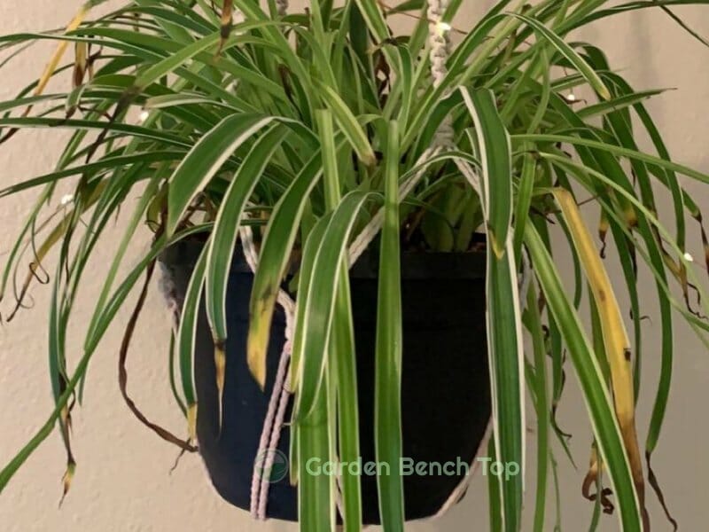 yellow leaves spider plant