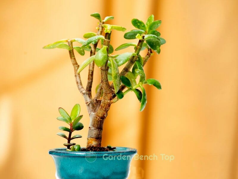 Ailing Jade Plant