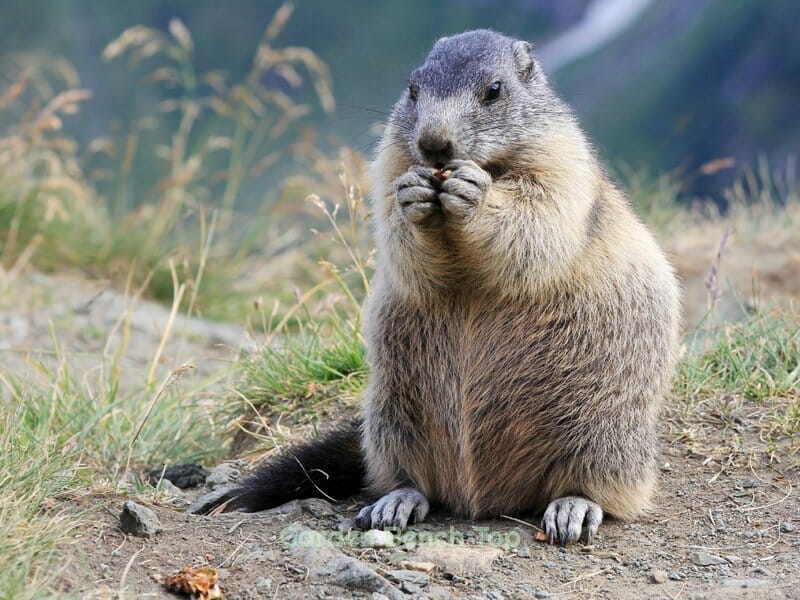 groundhogs eat blueberries