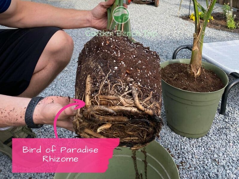 demonstration of rhizome