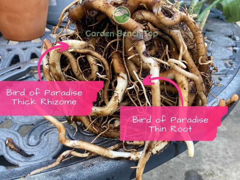 bird of paradise rhizome versus root