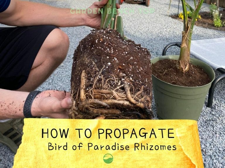 Bird of Paradise Rhizome cover