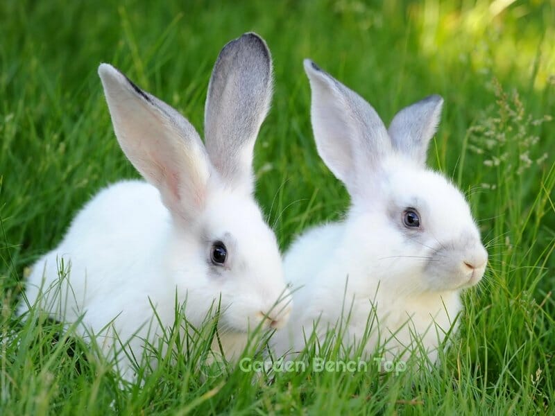 rabbits eat blueberry bushes
