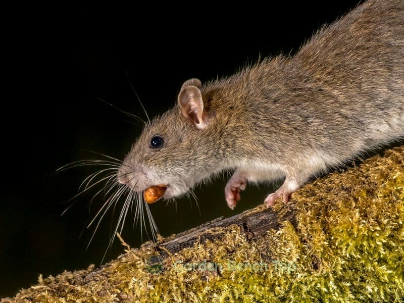 rat carrying seed