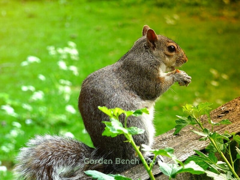 squirrels eating garden