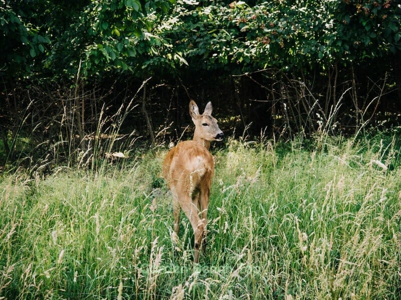 deer eat blueberry bushes