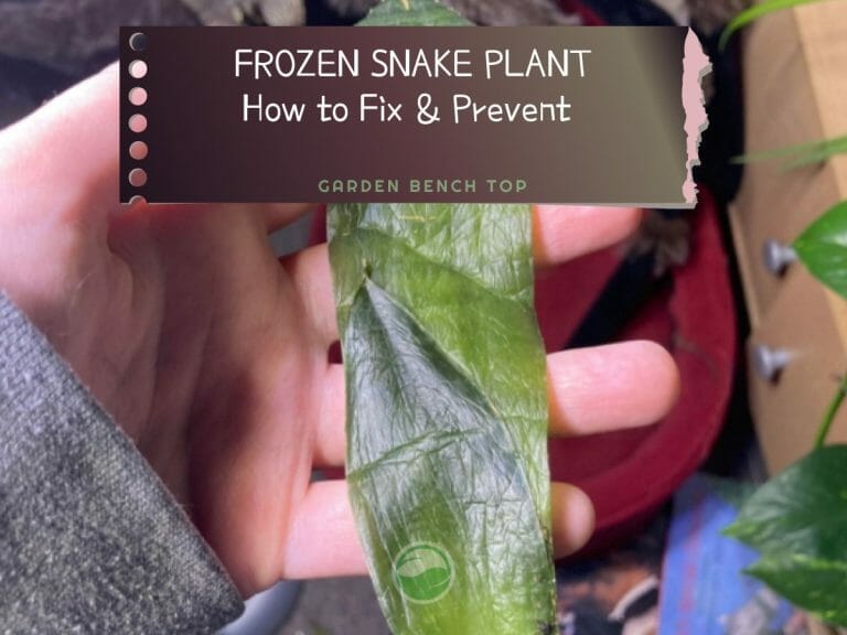 Frozen Snake Plant cover
