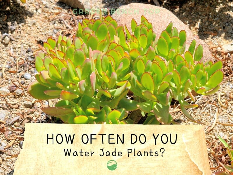 How Often Do You Water Jade Plants