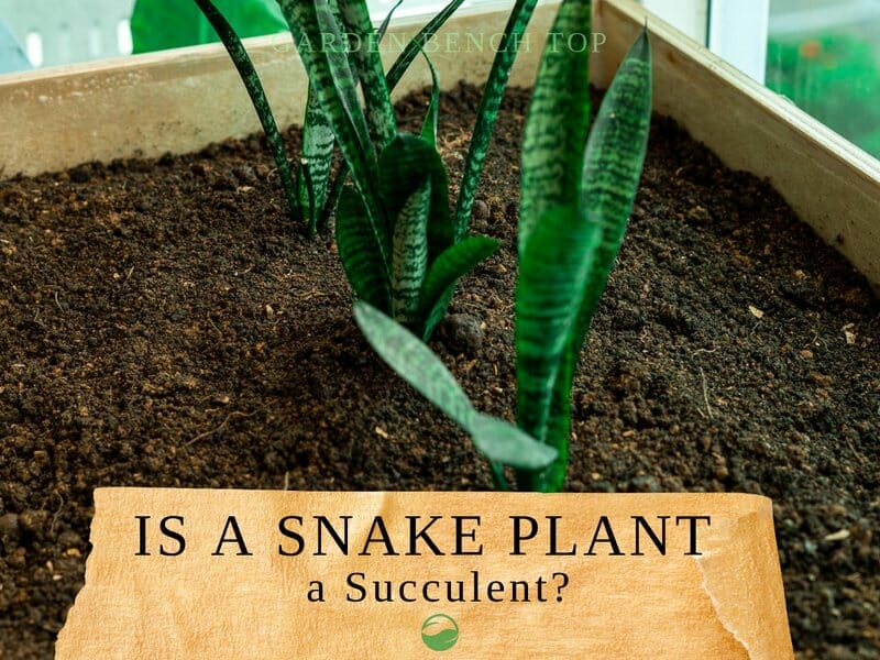 Is Snake Plant a Succulent